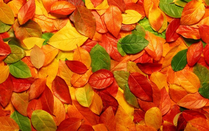 Autumn carpet made from colorful leaves - HD wallpaper
