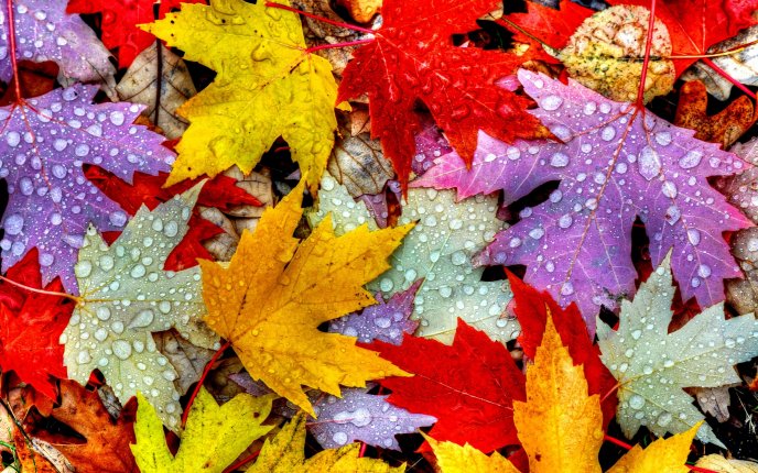 Big water drops on the Autumn leaves - HD nature wallpaper
