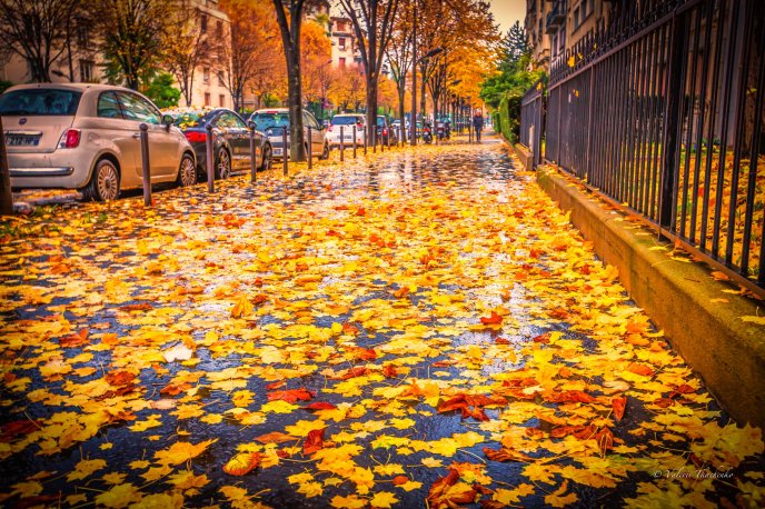 Autumn carpet made from leaves  - Rainy day