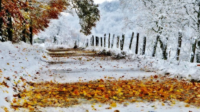 White road full with Autumn rusty leaves - HD wallpaper