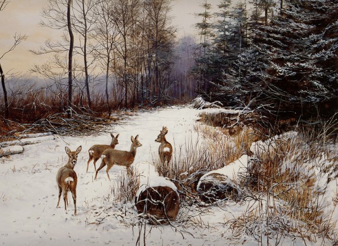 Wild deers in the forest - Winter season
