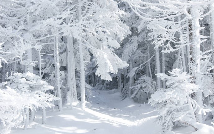 White snow in the forest - Wonderful winter season