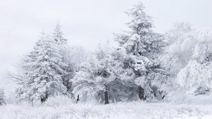 Winter white season in the forest - HD wallpaper