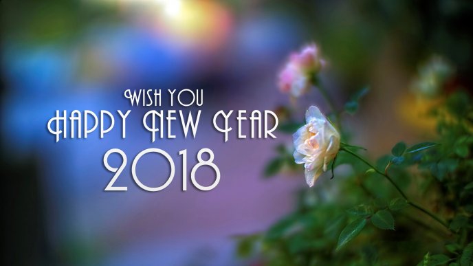 White and pink roses - Happy New Year 2018