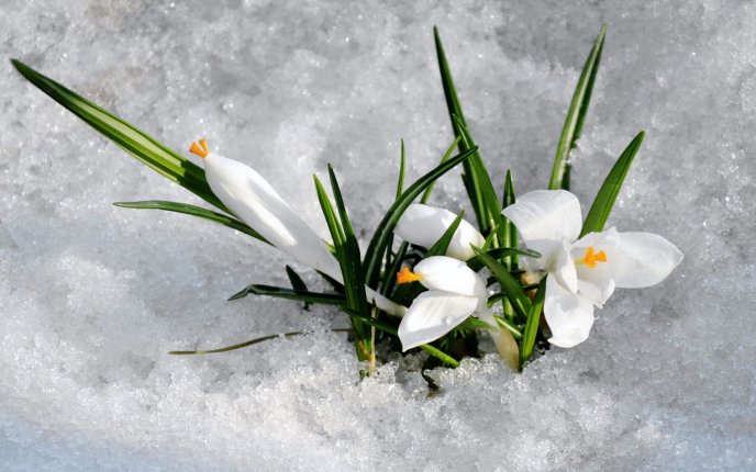 Snowdrops under the snow - Beautiful spring season flowers