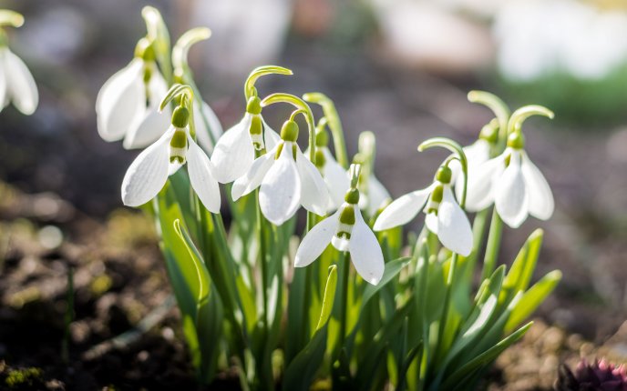Spring sunny day and beautiful snowdrops in the garden