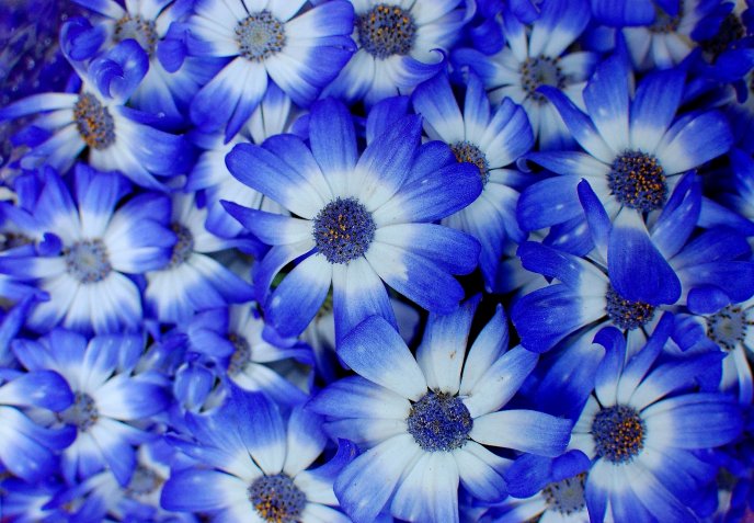 Wonderful blue passion on a wallpaper - Flower power