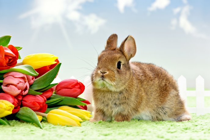 Fluffy rabbit and wonderful bouquet of tulips -Spring season