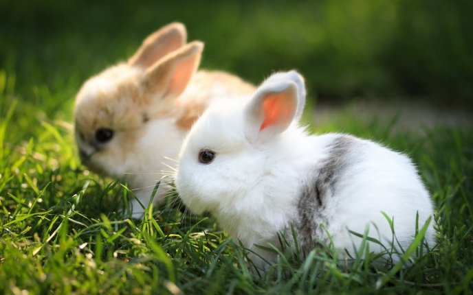 Two little fluffy bunnies in the grass -Happy Easter Holiday