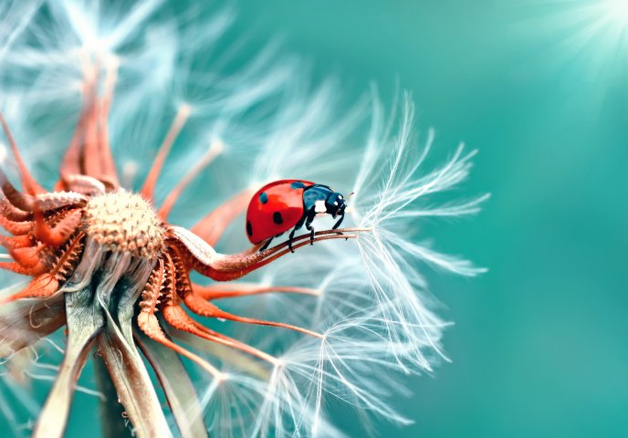 Wonderful macro wallpaper - Ladybug on a petal of dandelion