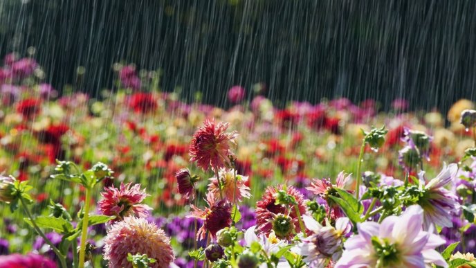 Garden full with flowers - Summer rain wallpaper
