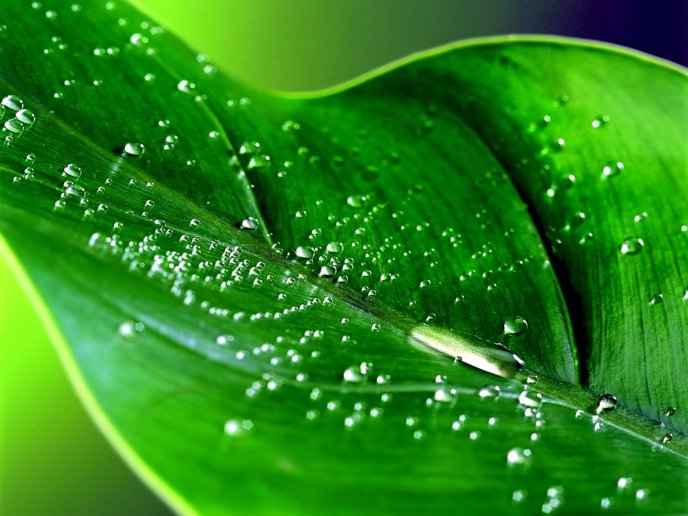 Nature is wonderful - Macro water drops on a green leaf
