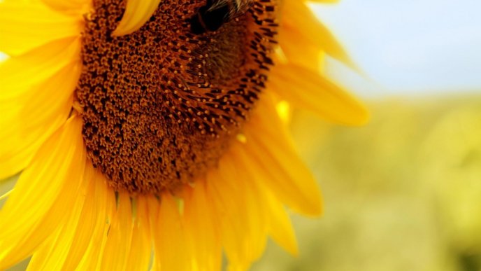 Macro sunflower - Summer time on the field