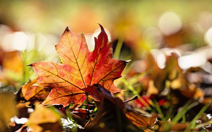 Autumn leaf in the warm sunlight - HD wonderful season