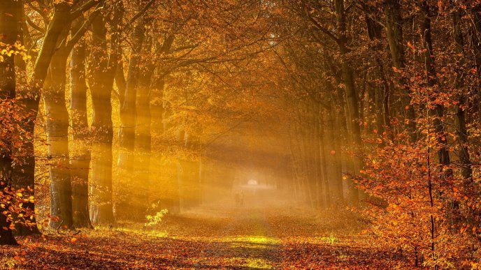 Sunlight trhough the trees - Wonderful Autumn season