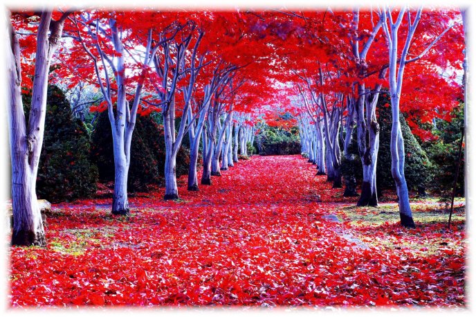 Red forest in a wonderful Autumn season - HD wallpaper