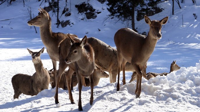 Deer family in the snow - Winter season wild animal