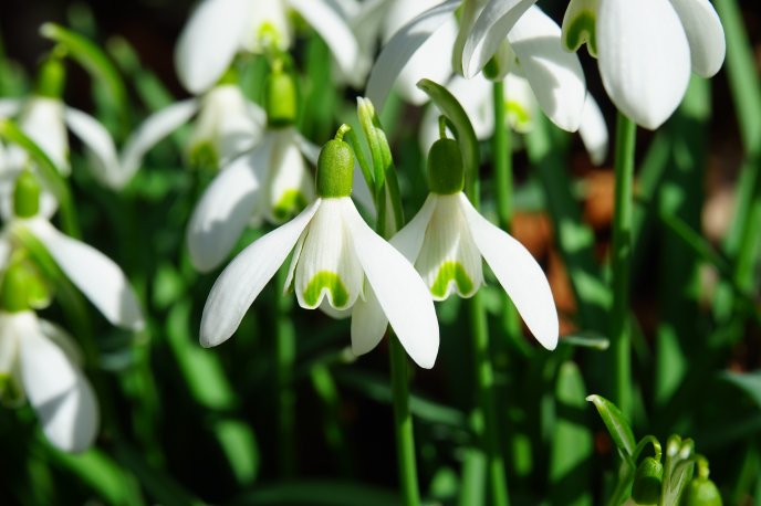 Sunny spring day - Snowdrops flowers in the garden