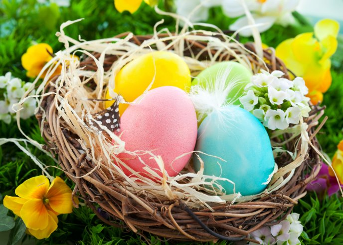 Colorful Easter eggs in a bird's nest - Happy Holiday