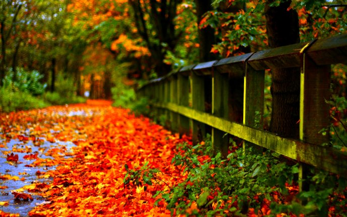 Rusty Autumn carpet in park - Nature season time