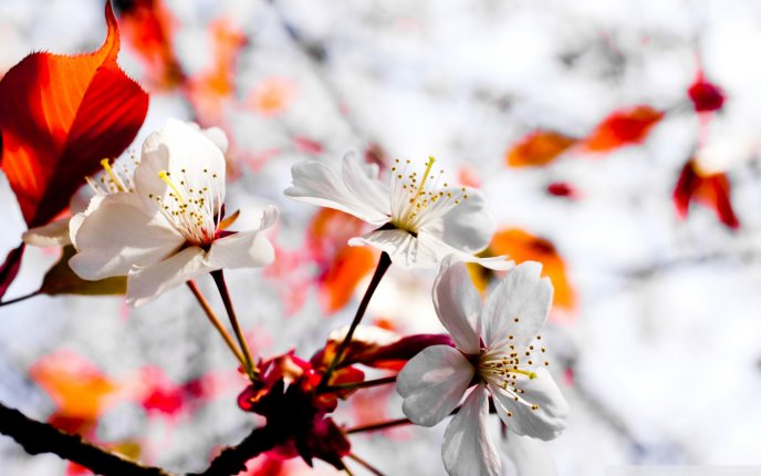 Good morning beautiful Spring flower - Blossom tree