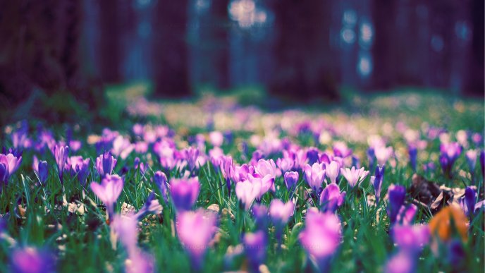 Crocus purple flowers in the forest - HD wallpaper blurry