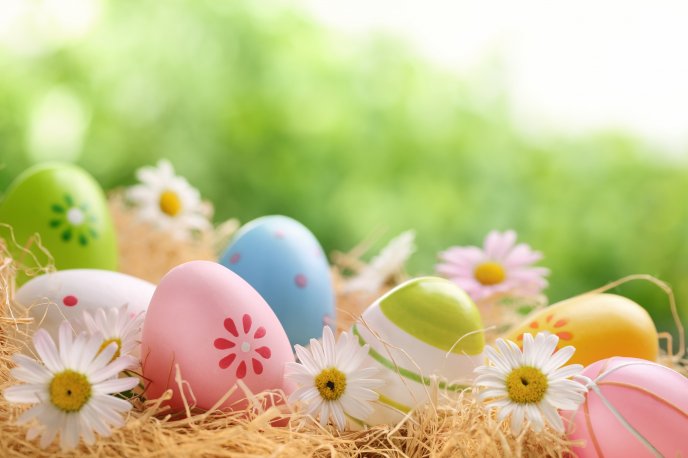 Painted eggs and white spring flowers -Easter Spring Holiday