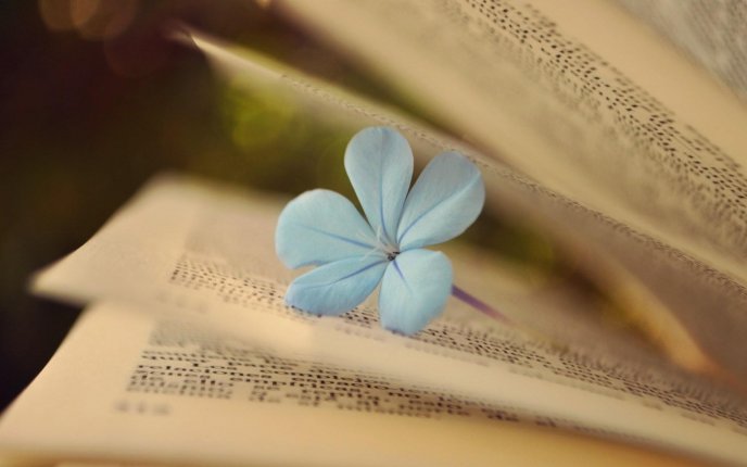 Little blue flower under the book pages - HD wallpaper