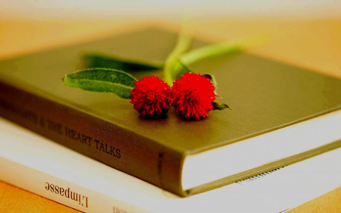 Two red flowers on books - Time for studying