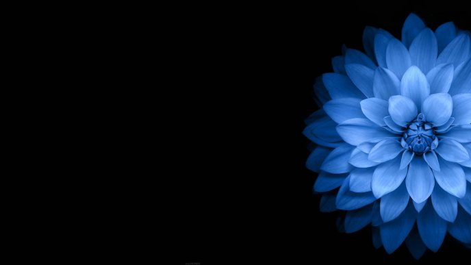Wonderful blue flower in a corner - Dark background