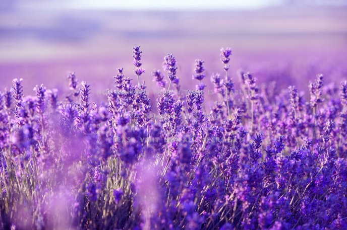 Wonderful purple Lavender flowers - Macro wallpaper perfume