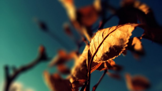 Macro Autumn leaf in the sunshine - HD wallpaper