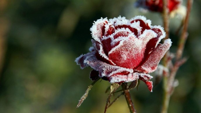Beautiful frozen red rose - HD flower wallpaper