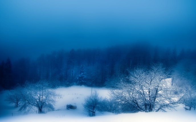Fog over the white forest - HD wallpaper