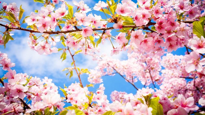 Wonderful nature spring time - Flowers blossom trees