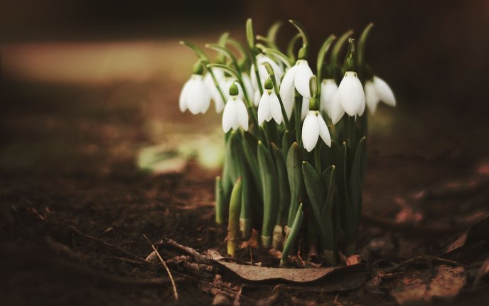 Beautiful bouquet of little snowdrops - Spring flowers