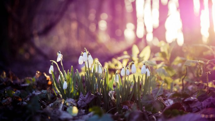 Good morning snowdrops  - Flowers in the nature