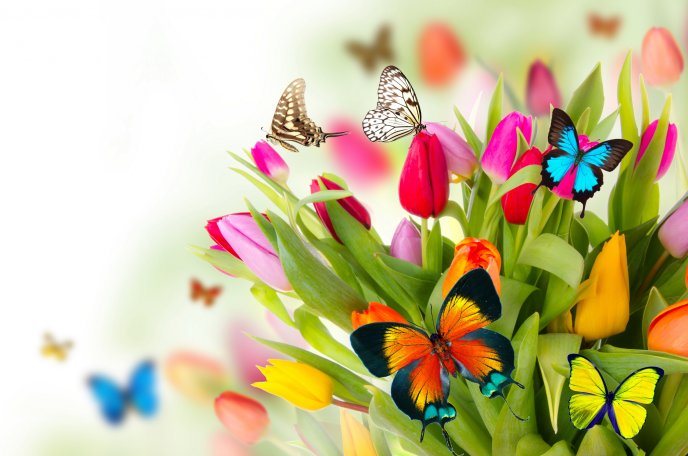 Colorful butterfly on the beautiful tulips flowers