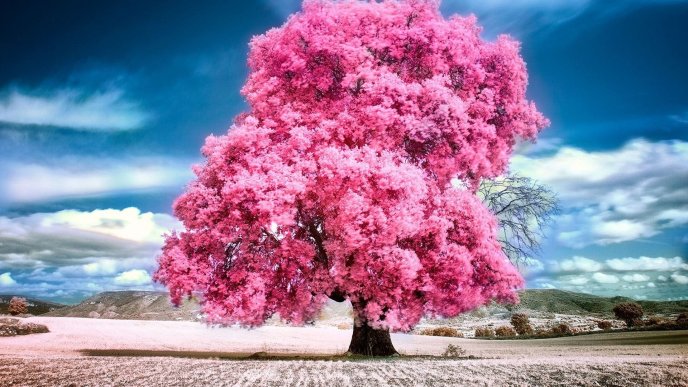 Big cherry blossom tree - wonderful wallpaper nature