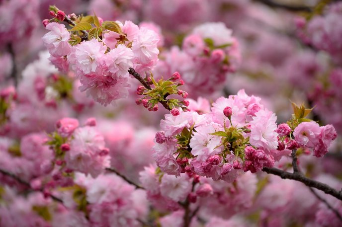 Blossom trees magic spring season wonderful time 2023