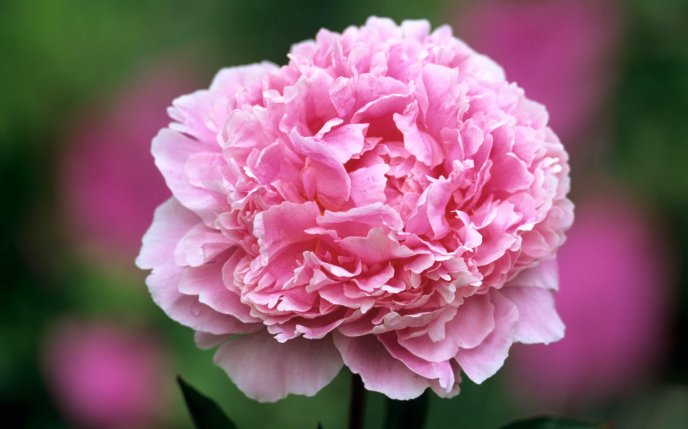 Macro pink peonies flower - Beautiful summer time