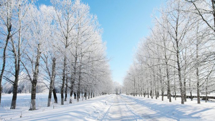 Winter time and beautiful white trees - HD wallpaper
