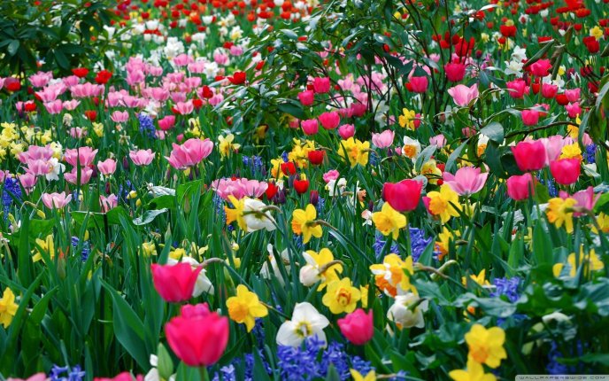 Spring flowers in a beautiful garden - Magic colors