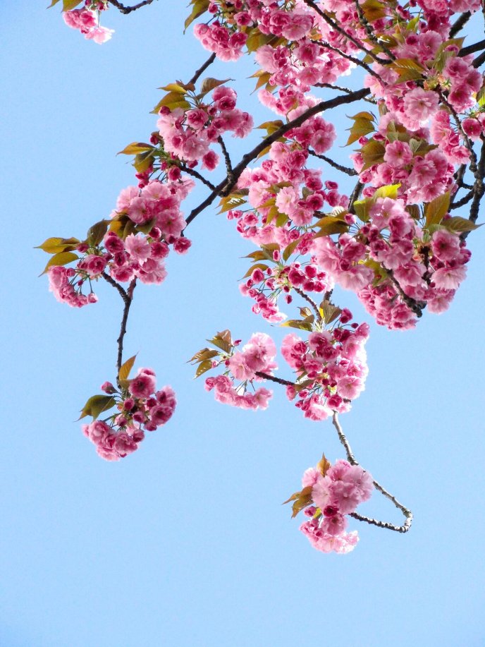 Wonderful cherry blossom flowers - Spring tree time