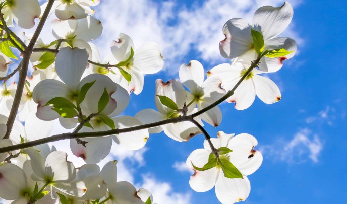 White flowers blossom apple tree - Spring season
