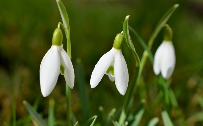Good morning spring flowers snowdrops time - HD wallpaper