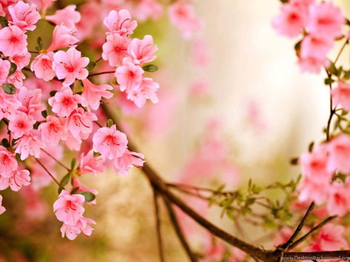 Pink flowers blossom tree - spring season time