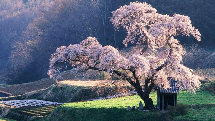 Wonderful cherry blossom tree in the middle on the nature
