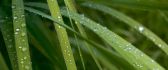 Grass with Water Drops