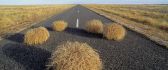 Tumbleweed on the road